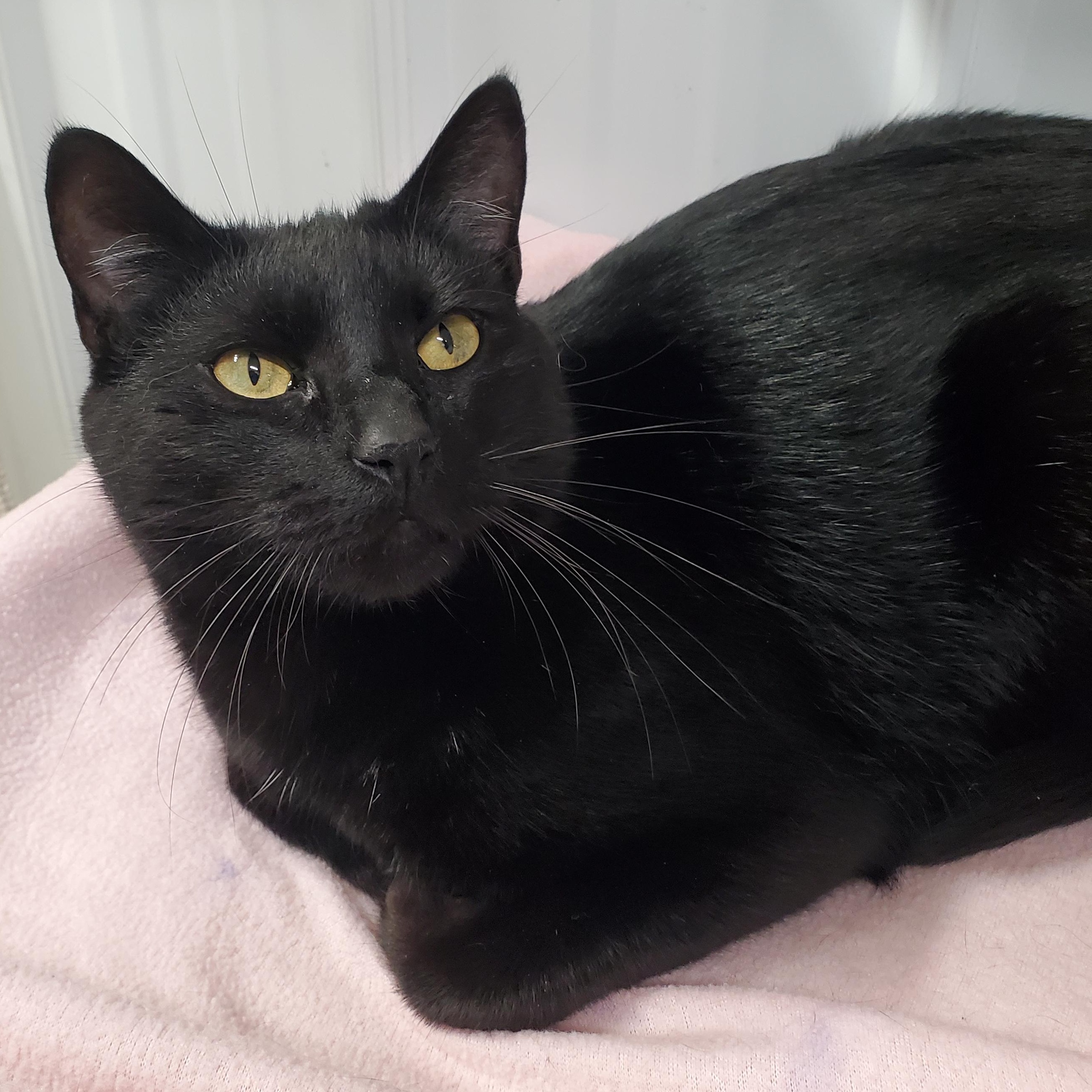 Enlarge Maggie, a Adoptable Domestic Short Hair in Marseilles, IL image 2/2