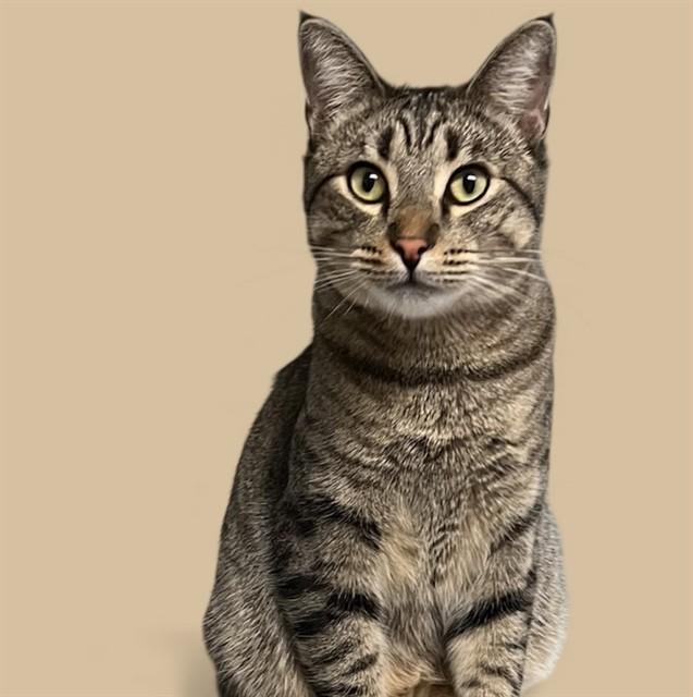 MAUI, Adoptable, Young Male Domestic Short Hair.