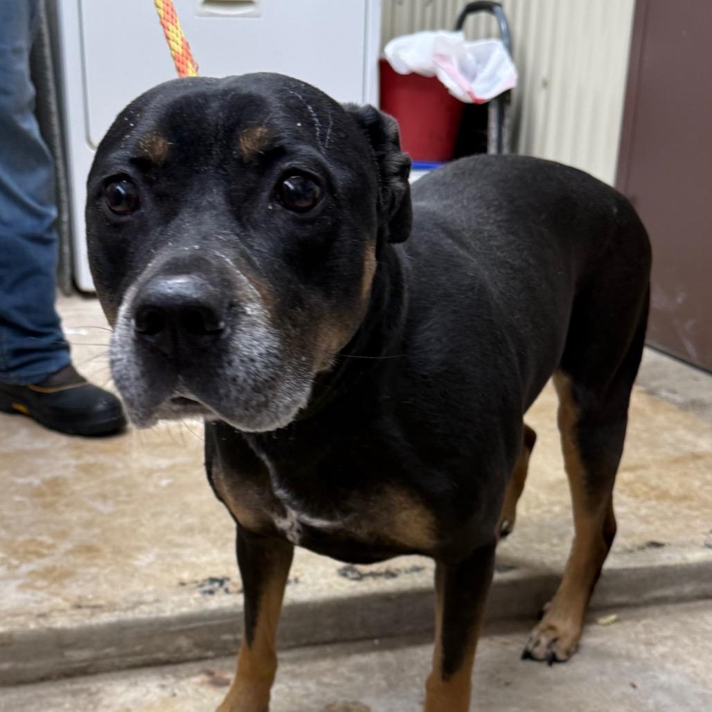 Enlarge Ellie, a Adoptable Shepherd in Jacksonville, AR image 1/1