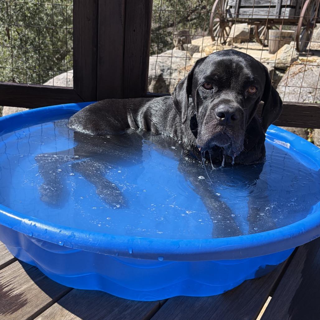 Nora, Adoptable, Adult Female Cane Corso & Mixed Breed.