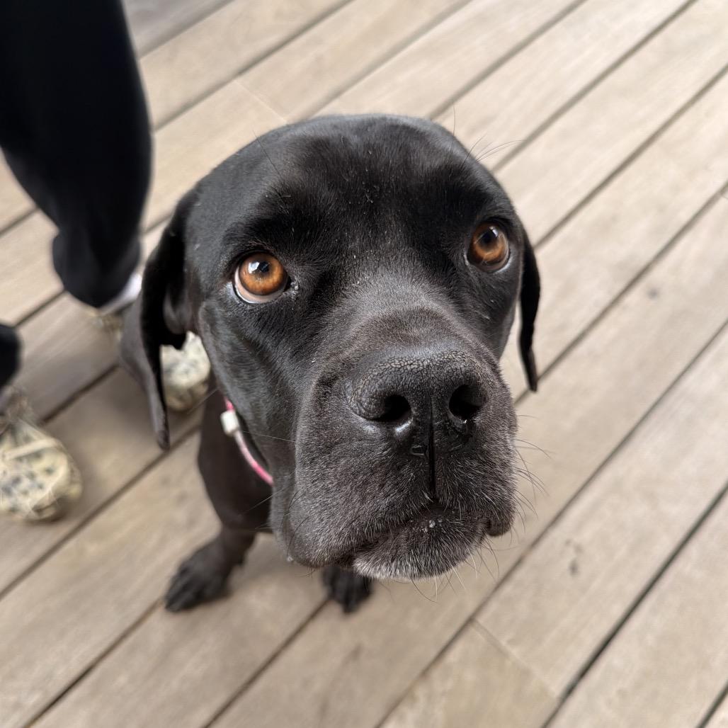 Enlarge Nora, a Adoptable mixed breed in San Diego, CA image 2/6
