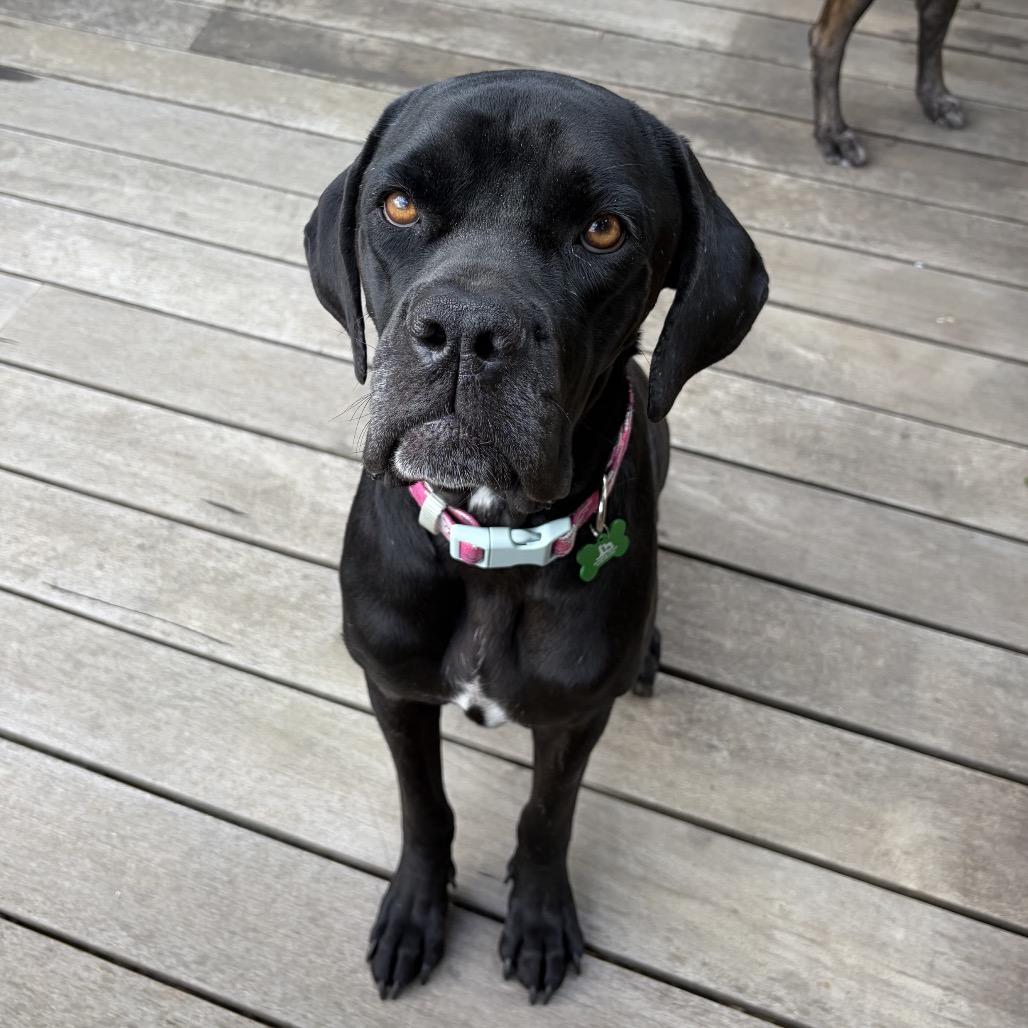 Enlarge Nora, a Adoptable mixed breed in San Diego, CA image 3/6