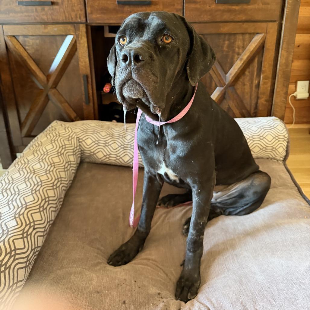 Enlarge Nora, a Adoptable mixed breed in San Diego, CA image 5/6
