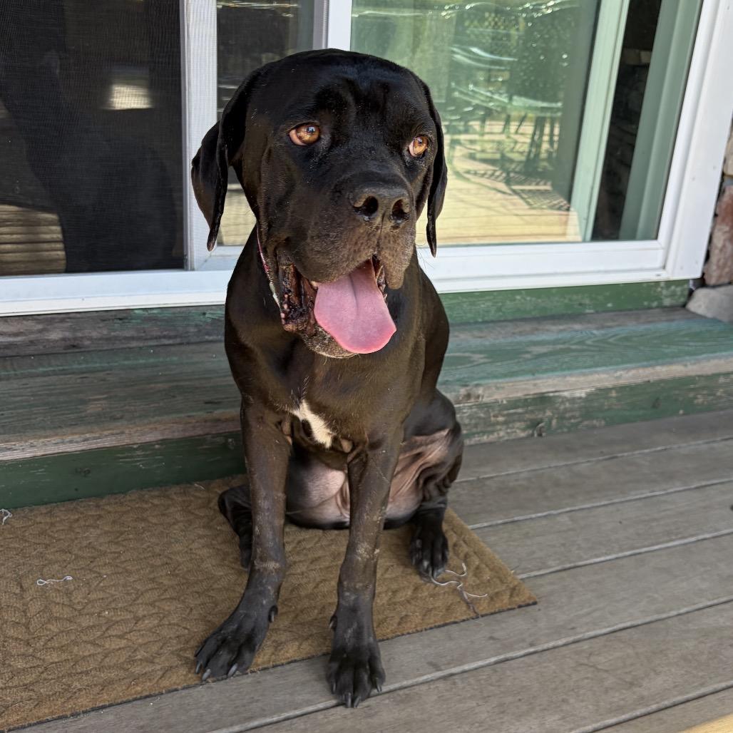 Enlarge Nora, a Adoptable mixed breed in San Diego, CA image 6/6