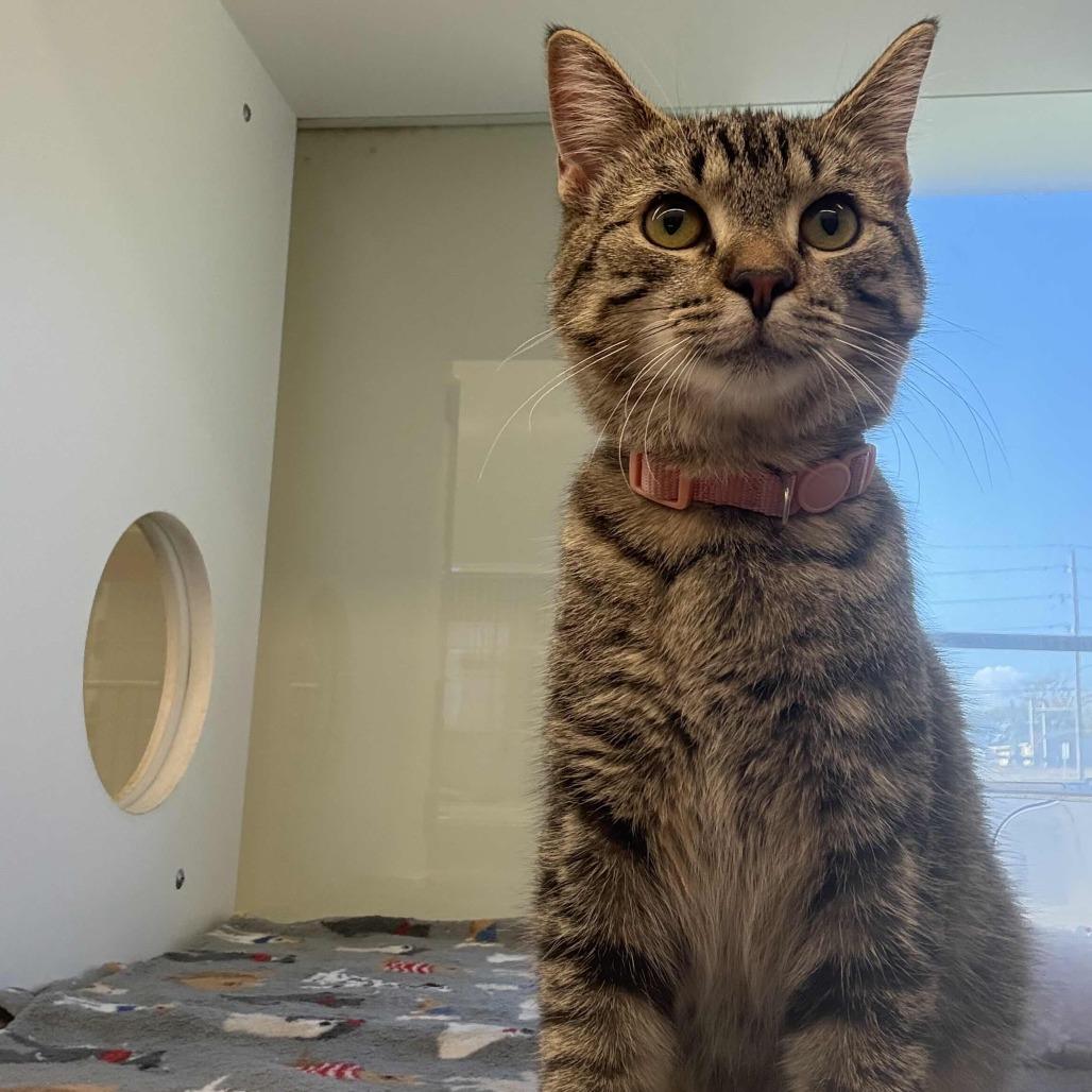 Enlarge Daisy, a Adoptable Domestic Short Hair in Beaumont, TX image 1/3