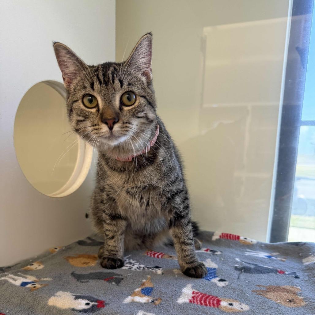 Enlarge Daisy, a Adoptable Domestic Short Hair in Beaumont, TX image 2/3