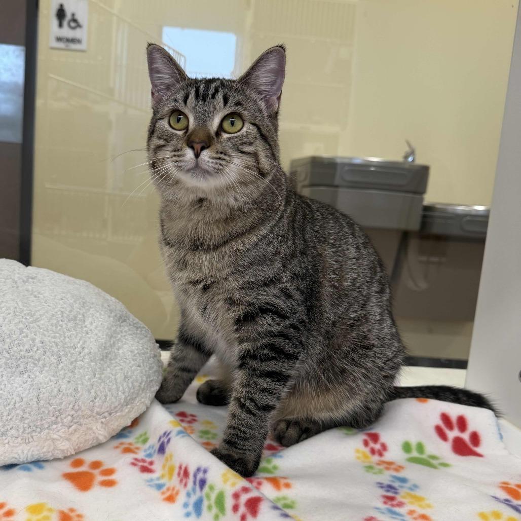 Enlarge Daisy, a Adoptable Domestic Short Hair in Beaumont, TX image 3/3