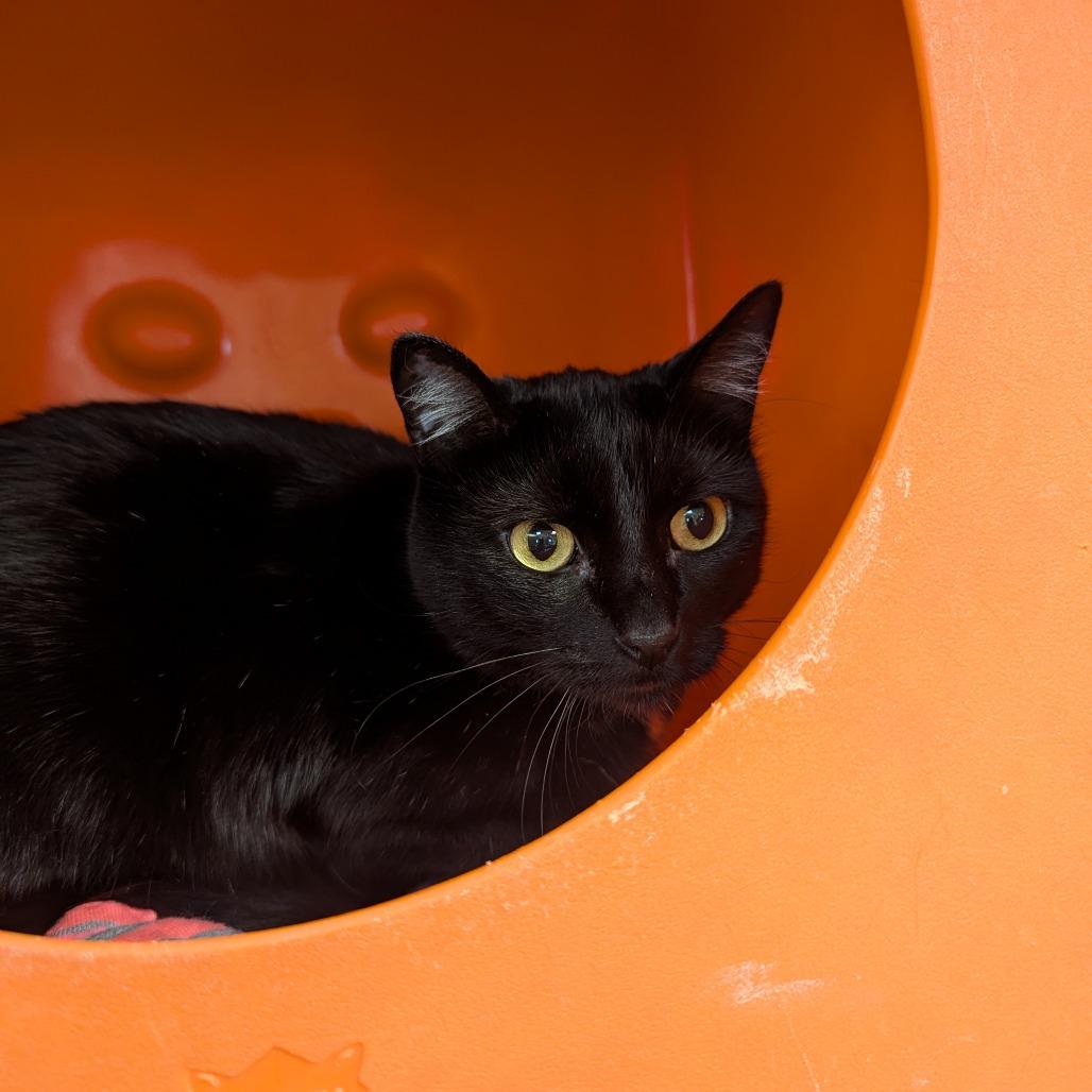 Enlarge Abigail, a Adoptable Domestic Medium Hair in Waukesha, WI image 1/1
