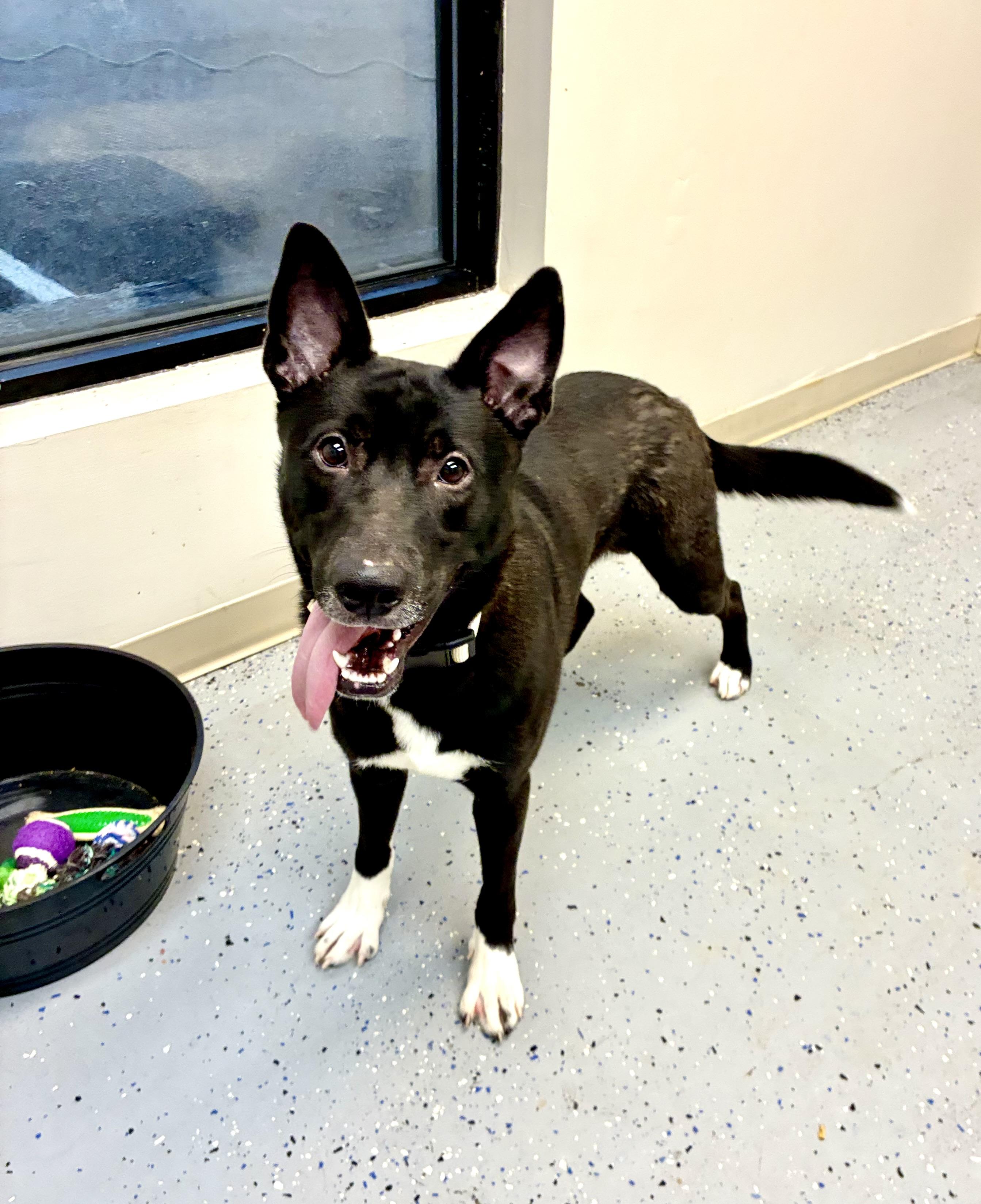 Enlarge Loki, a Adoptable mixed breed in Senatobia, MS image 2/4