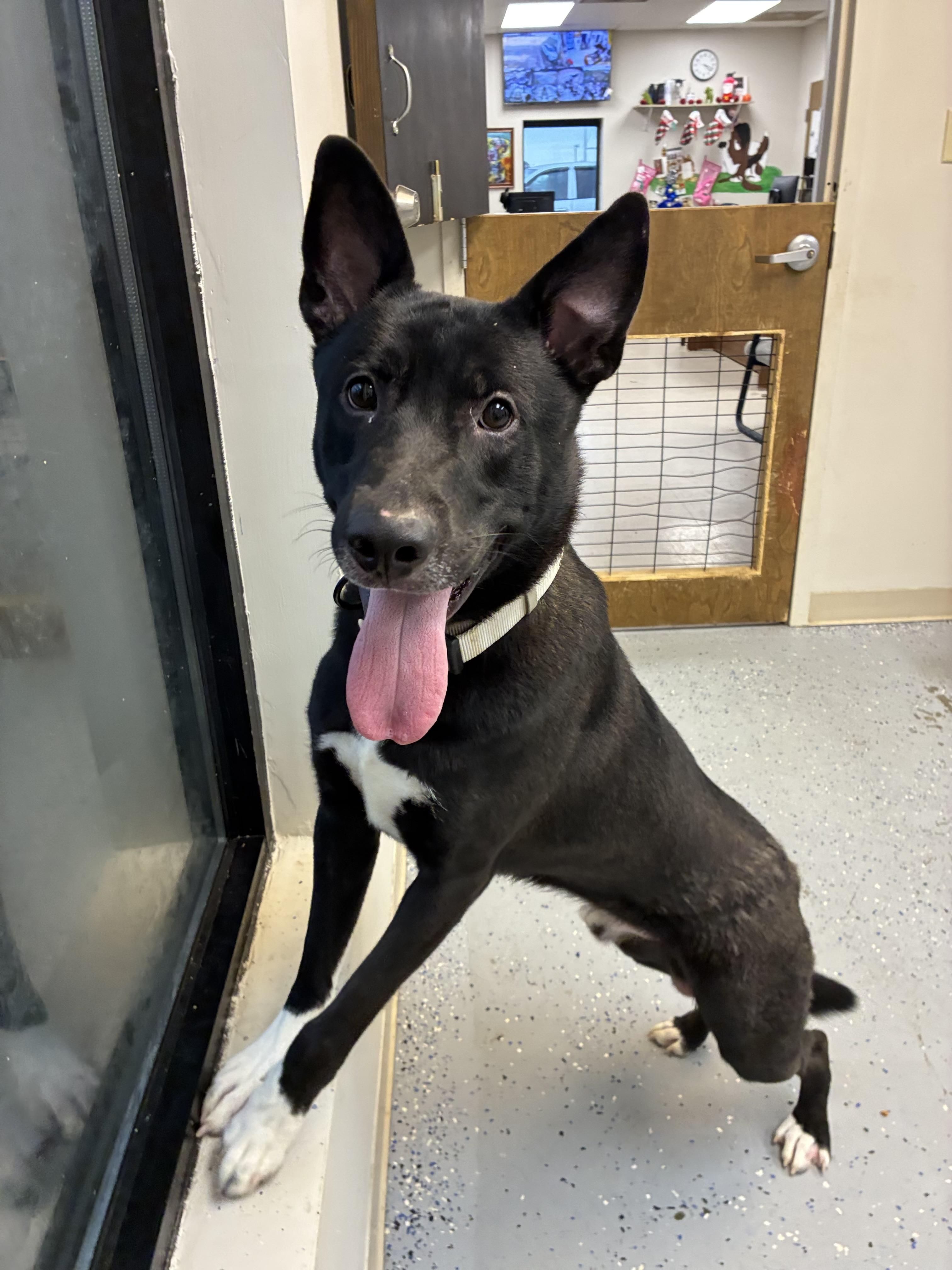 Enlarge Loki, a Adoptable mixed breed in Senatobia, MS image 1/4