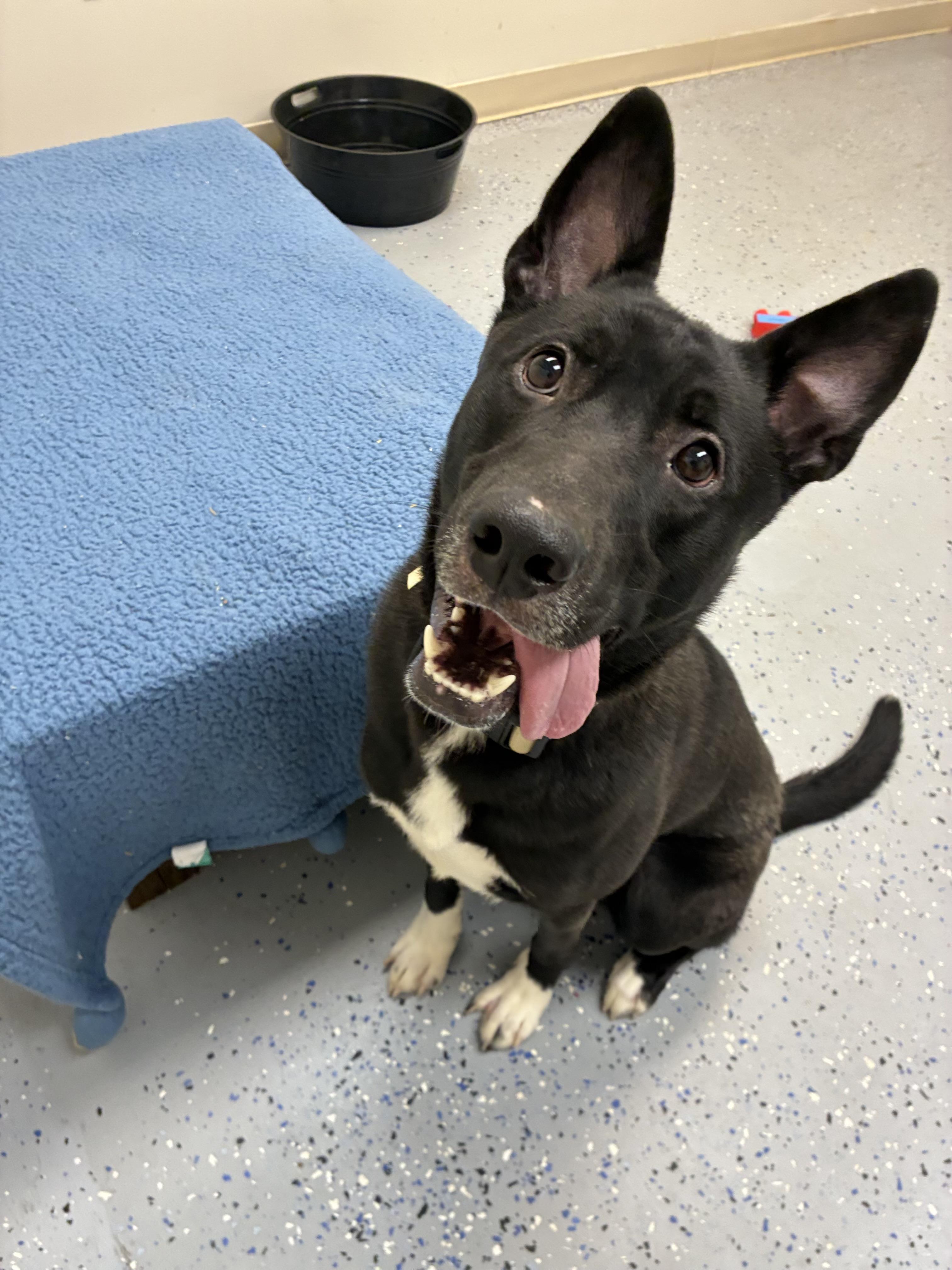 Enlarge Loki, a Adoptable mixed breed in Senatobia, MS image 4/4