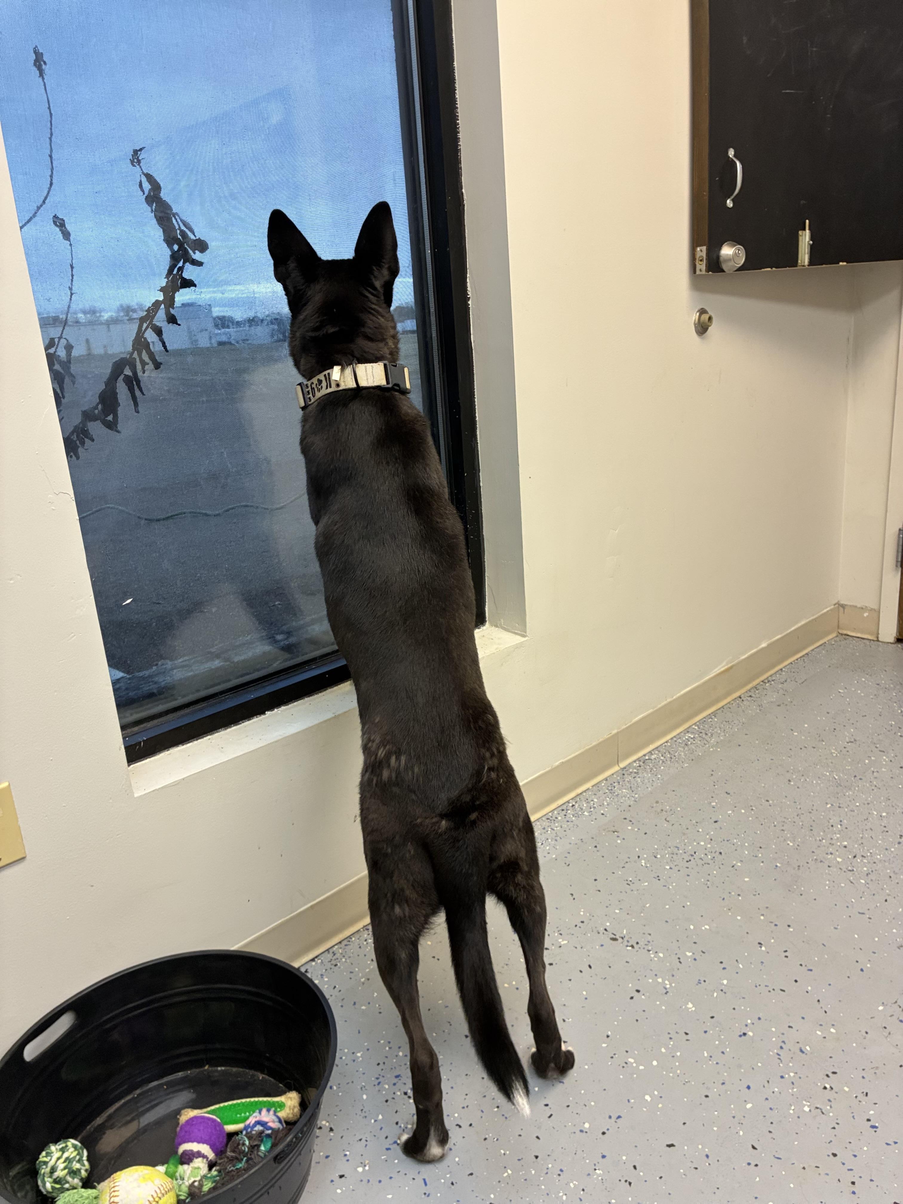 Enlarge Loki, a Adoptable mixed breed in Senatobia, MS image 3/4