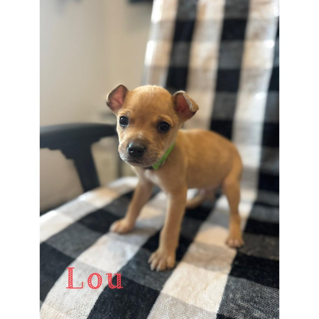Lou, Adoptable, Puppy Male Mixed Breed.