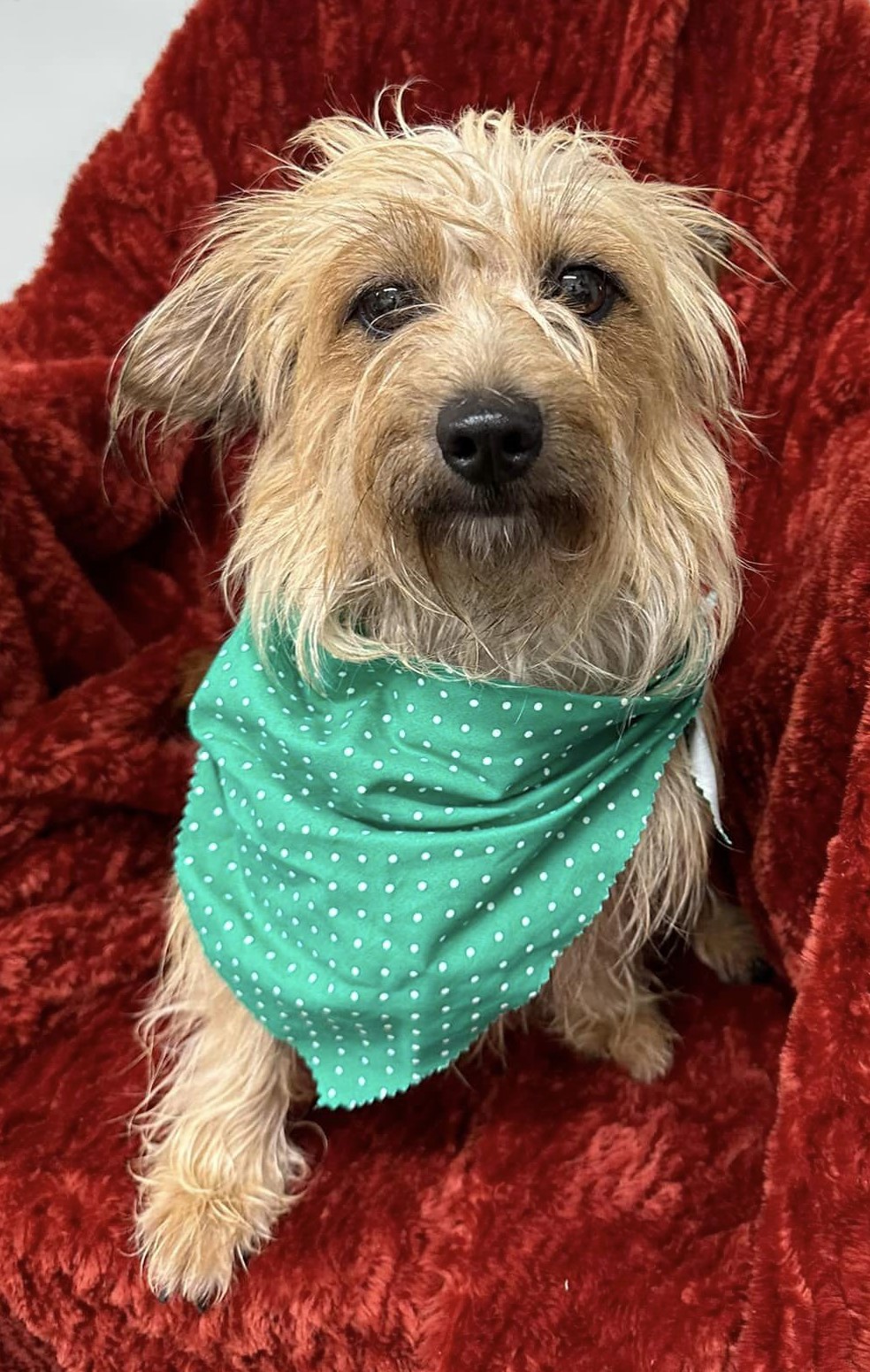 Leia, a Adoptable mixed breed in Meridian, MS image 3/6