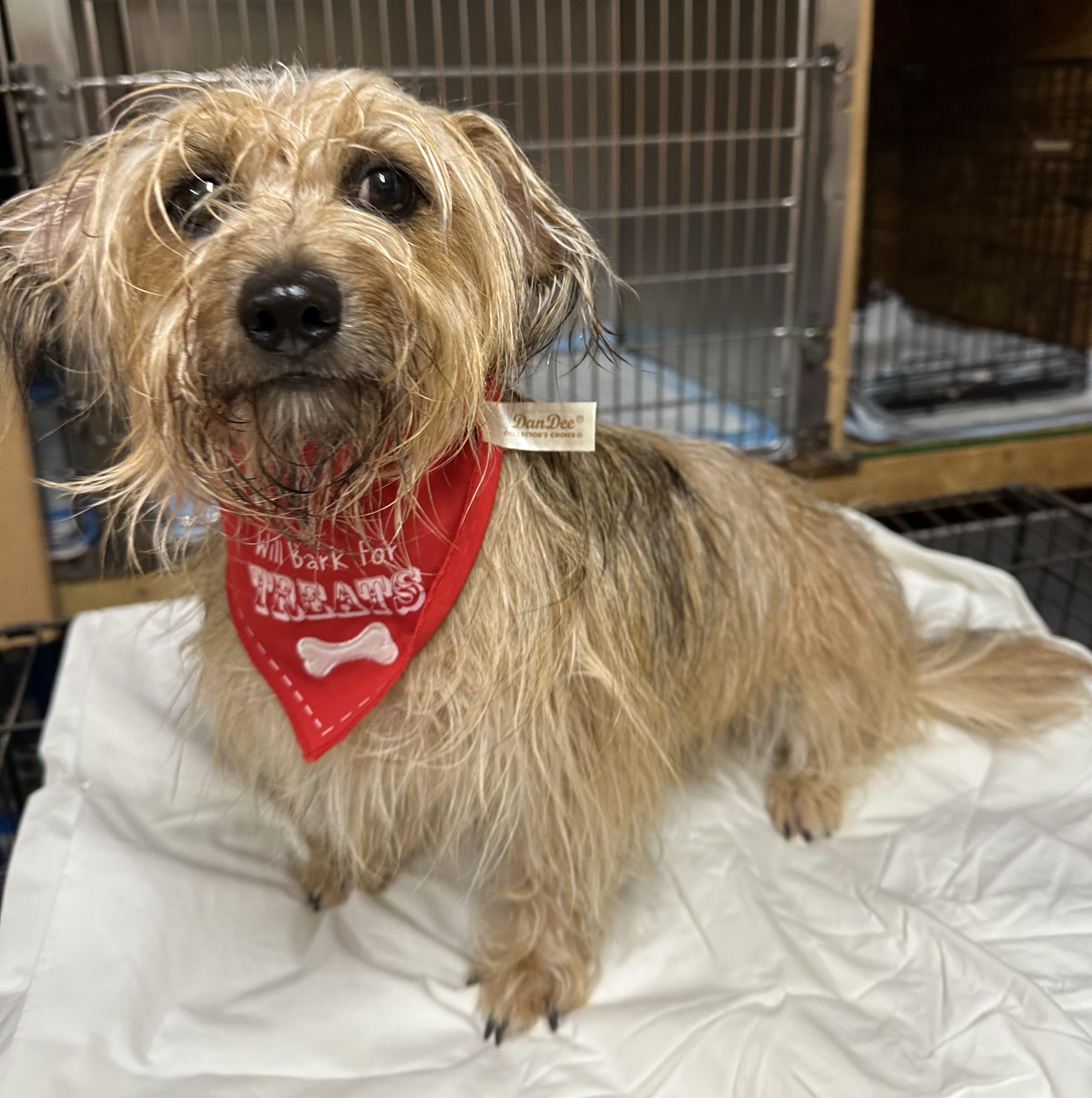 Leia, a Adoptable mixed breed in Meridian, MS image 4/6