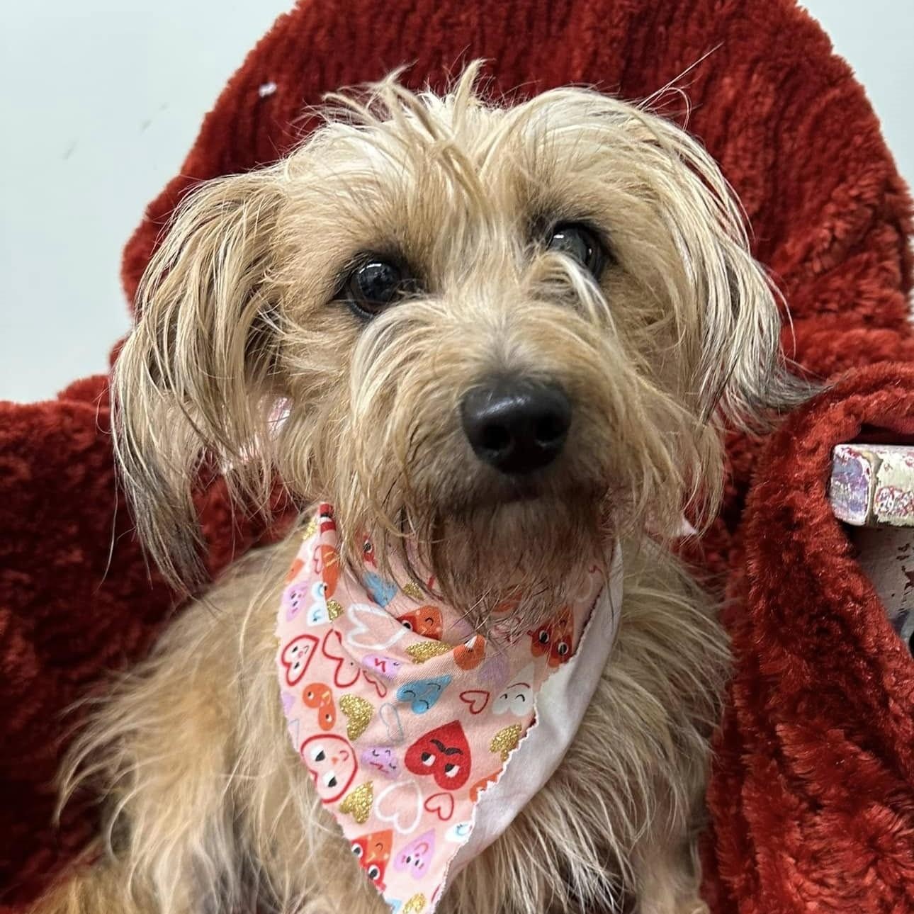 Leia, a Adoptable mixed breed in Meridian, MS image 1/6