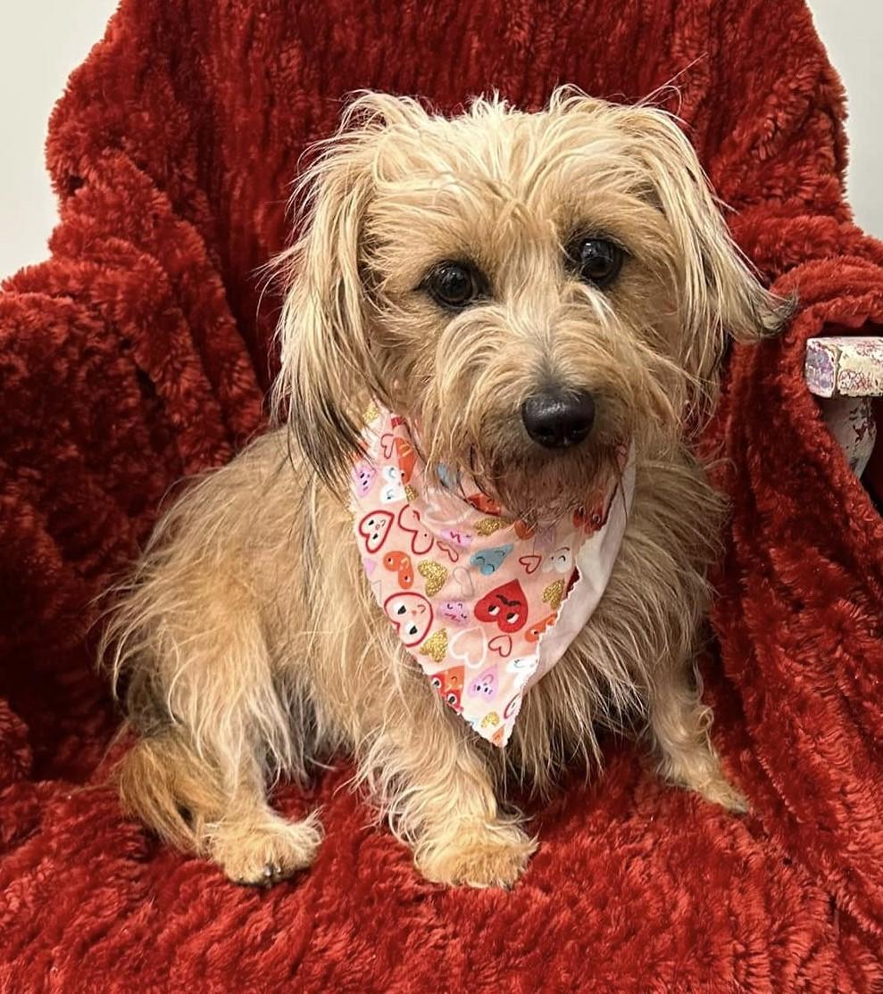 Leia, a Adoptable mixed breed in Meridian, MS image 6/6