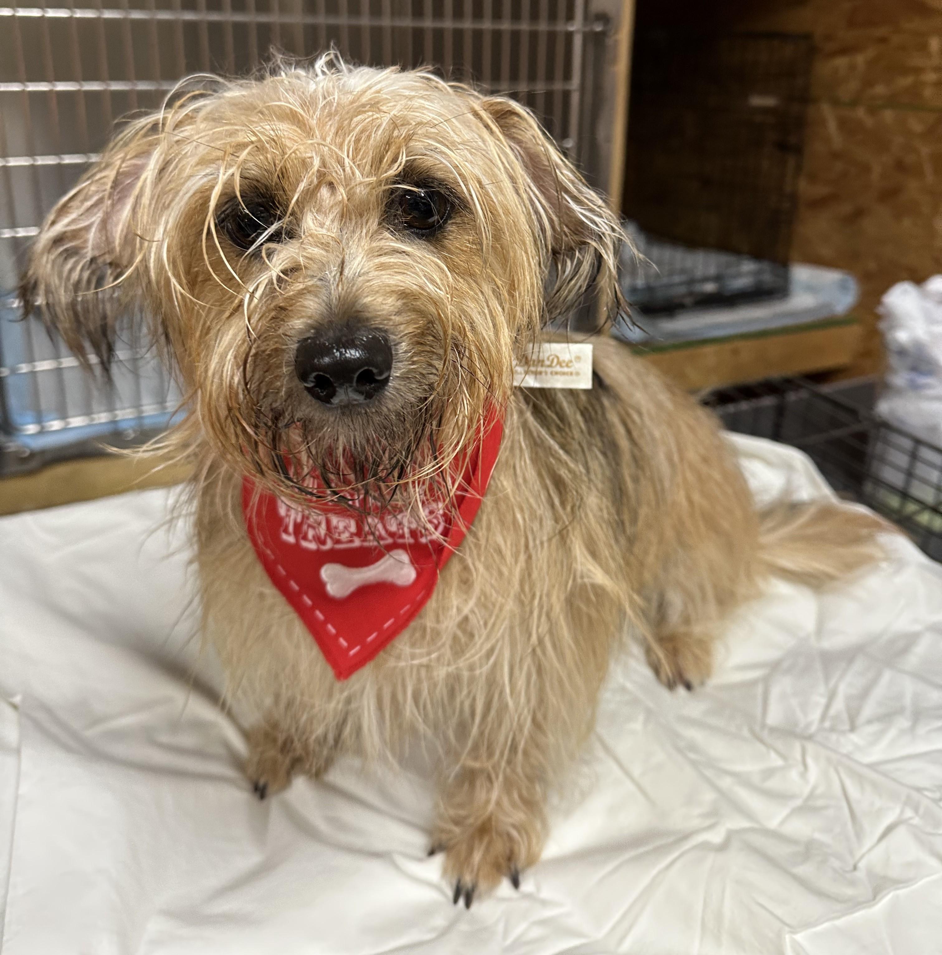 Leia, a Adoptable mixed breed in Meridian, MS image 2/6