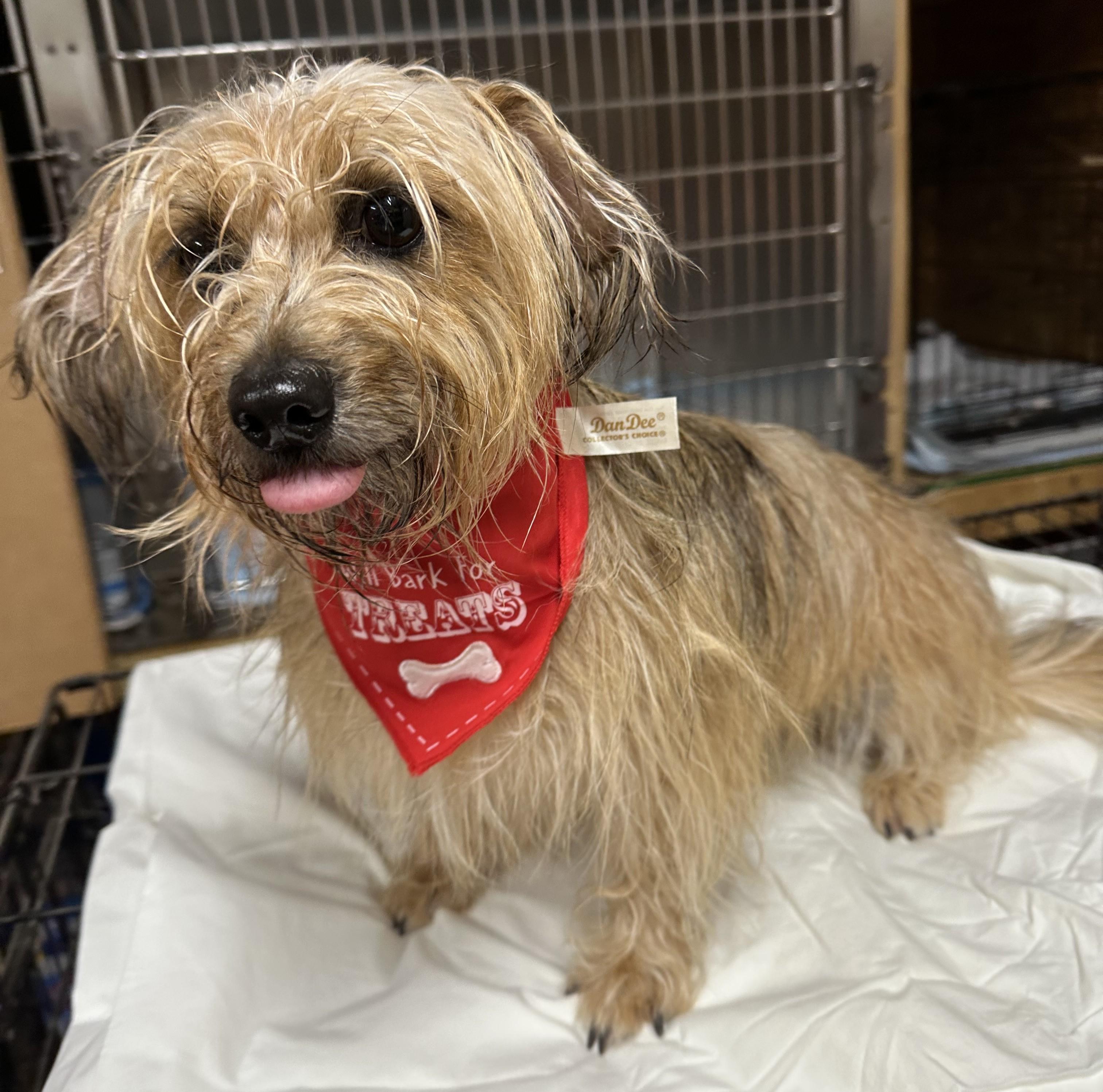 Leia, a Adoptable mixed breed in Meridian, MS image 5/6