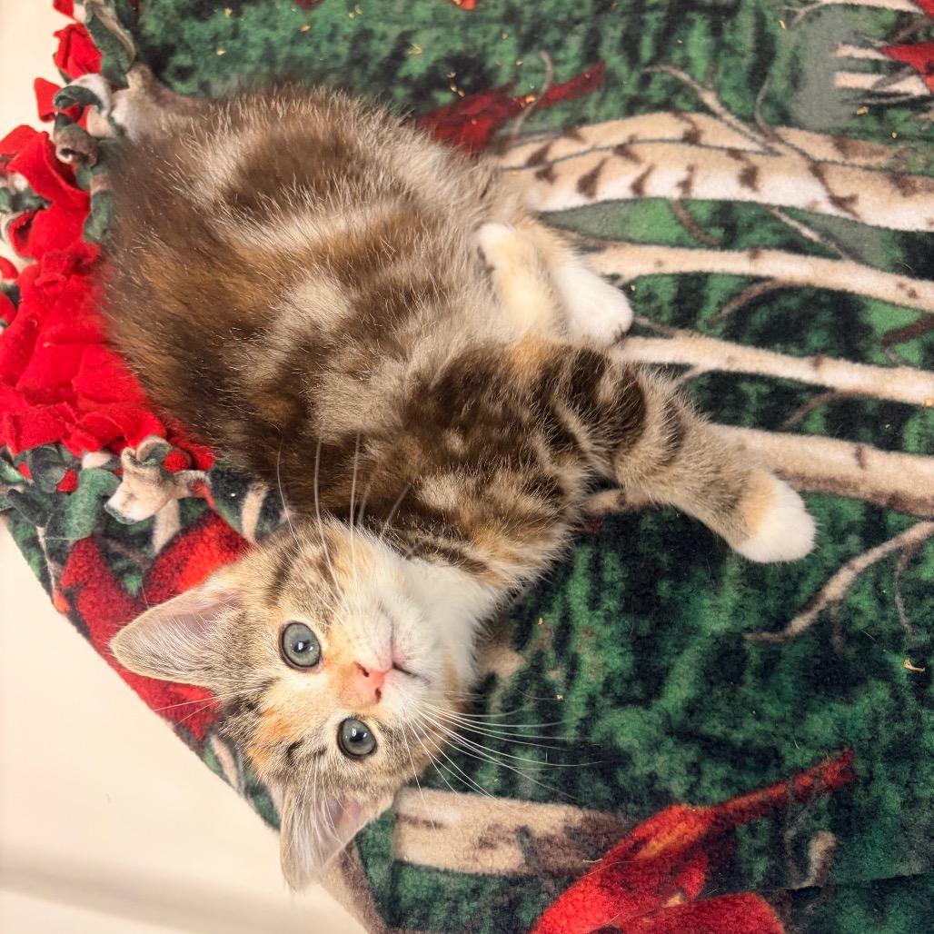 Laura, Adoptable, Kitten Female Domestic Short Hair.