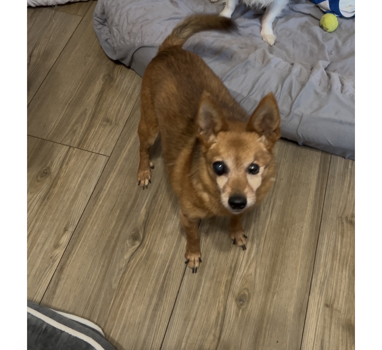Enlarge Lil Red (Sanctuary Only), an adoptable mixed breed in Chickasha, OK image 1/1