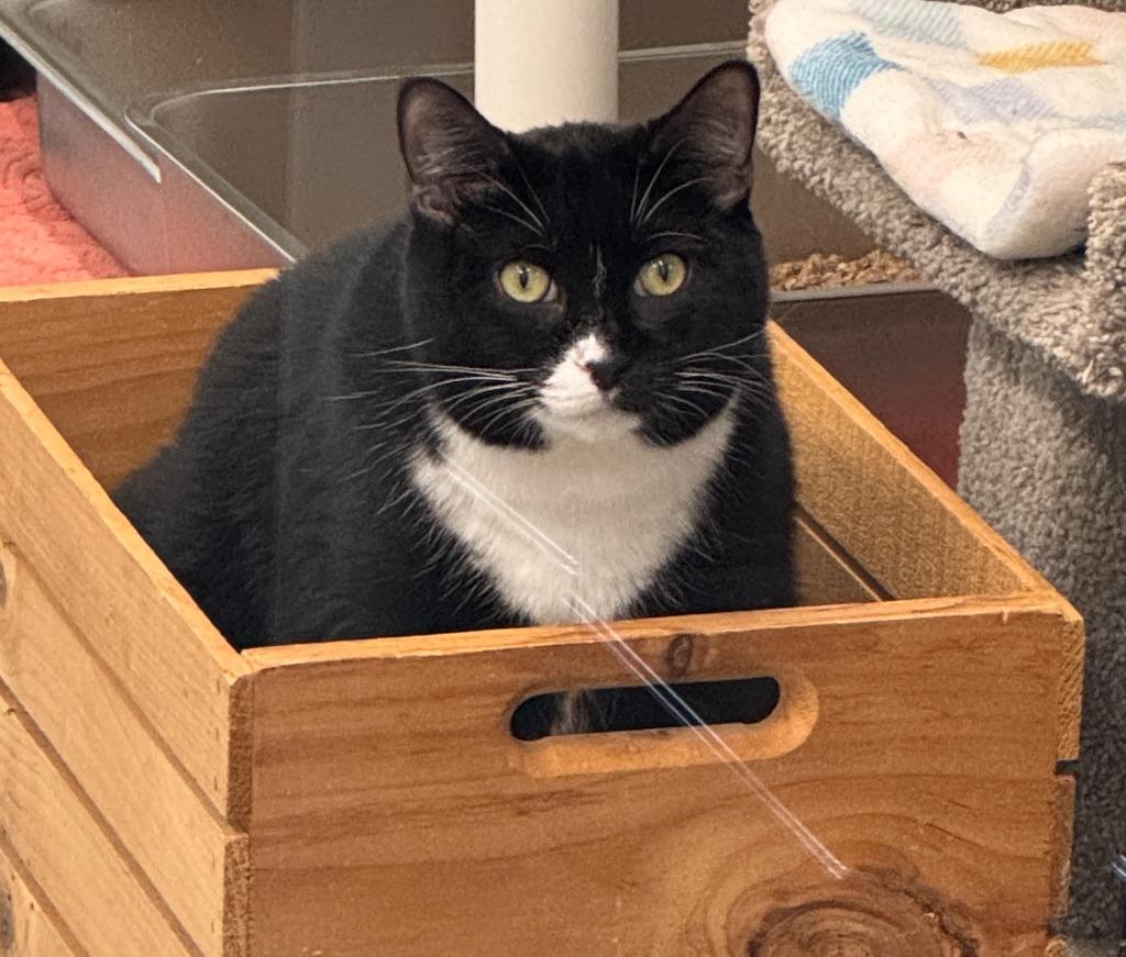 Micah, a Adoptable mixed breed in Cumberland, ME image 1/3
