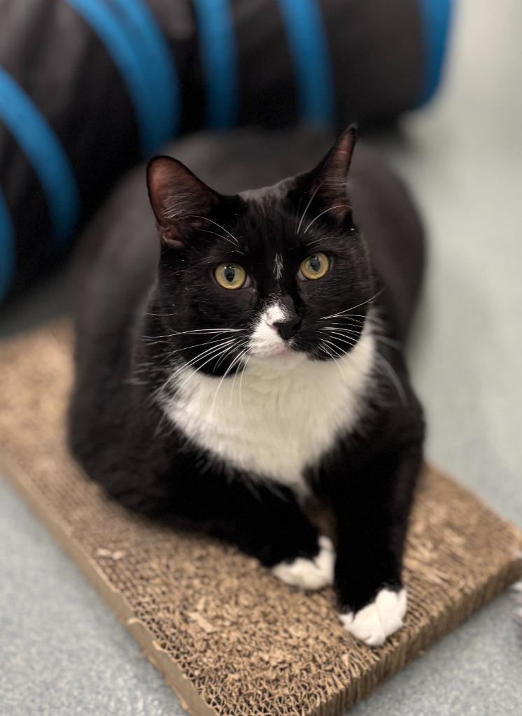 Micah, a Adoptable mixed breed in Cumberland, ME image 2/3