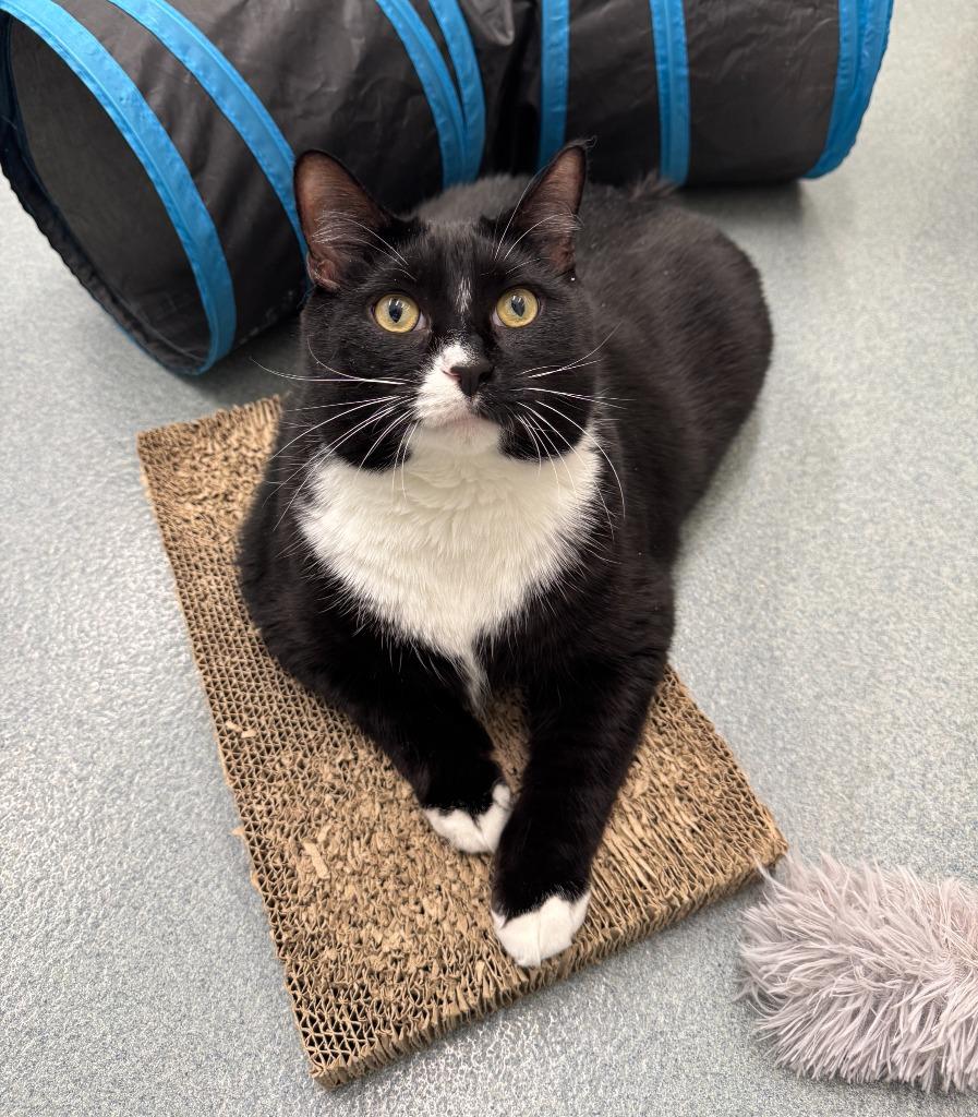 Micah, a Adoptable mixed breed in Cumberland, ME image 3/3