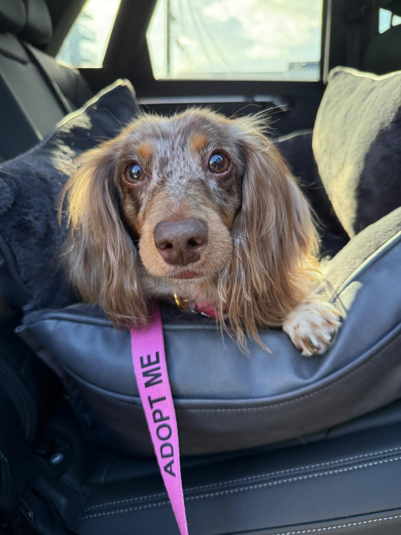 Enlarge Ryce Puddin', a Adopted Dachshund in West Columbia, SC image 1/3
