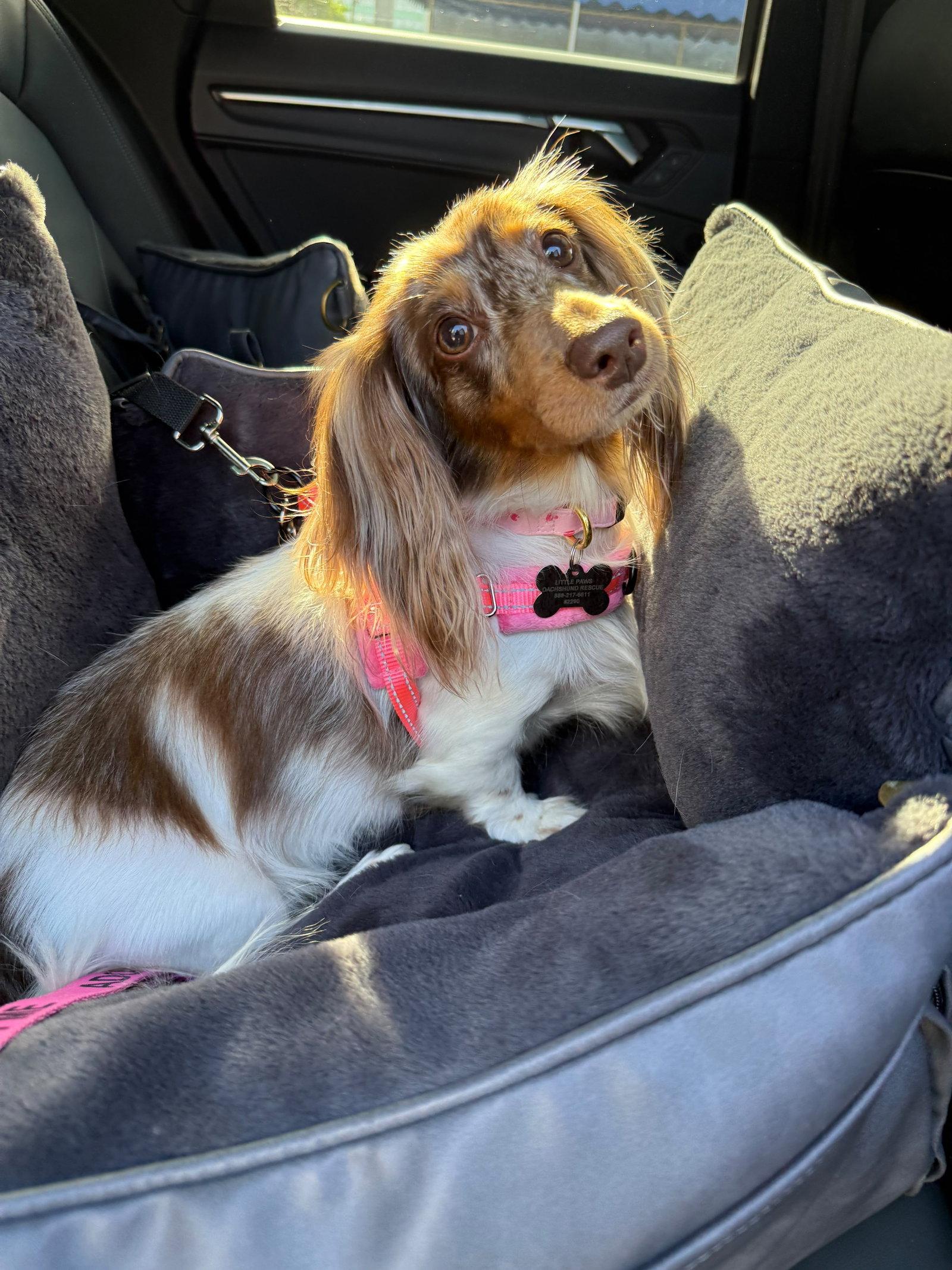 Enlarge Ryce Puddin', a Adopted Dachshund in West Columbia, SC image 3/3