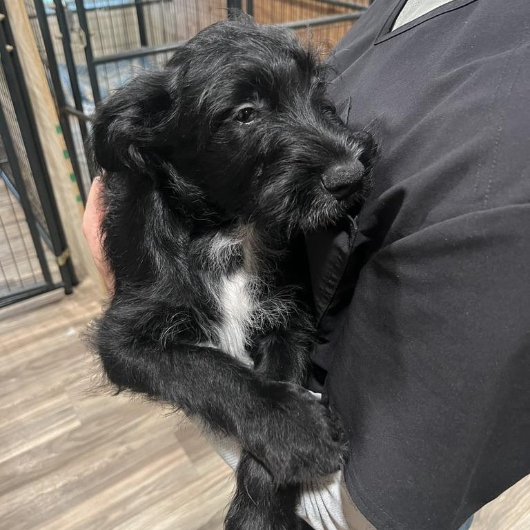 Peppermint Schnapps, a ADOPTABLE mixed breed in San Antonio, TX image 5/5