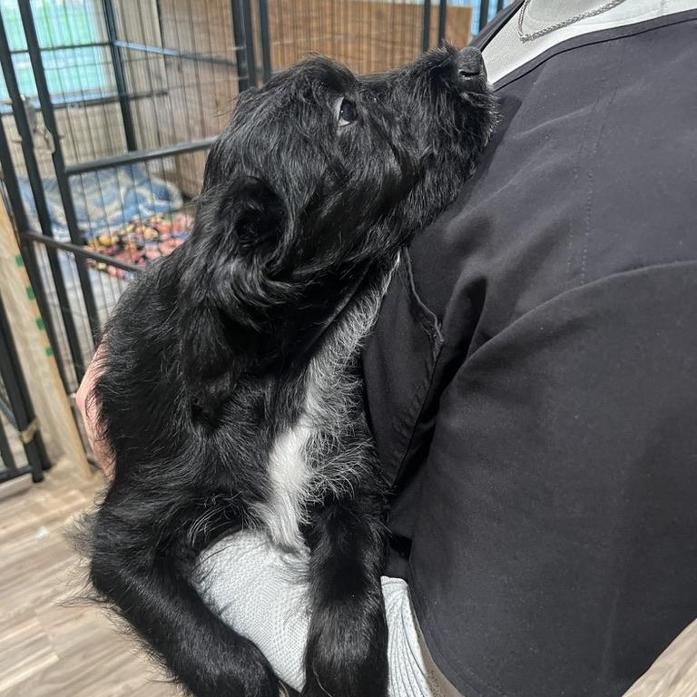 Peppermint Schnapps, a ADOPTABLE mixed breed in San Antonio, TX image 2/5