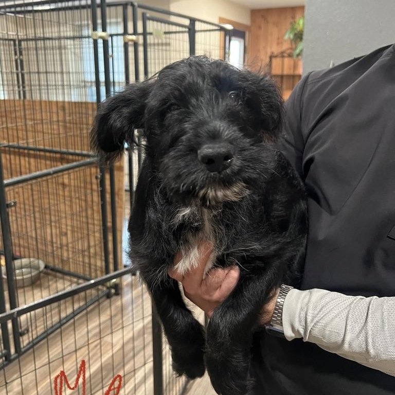 Peppermint Schnapps, a ADOPTABLE mixed breed in San Antonio, TX image 3/5