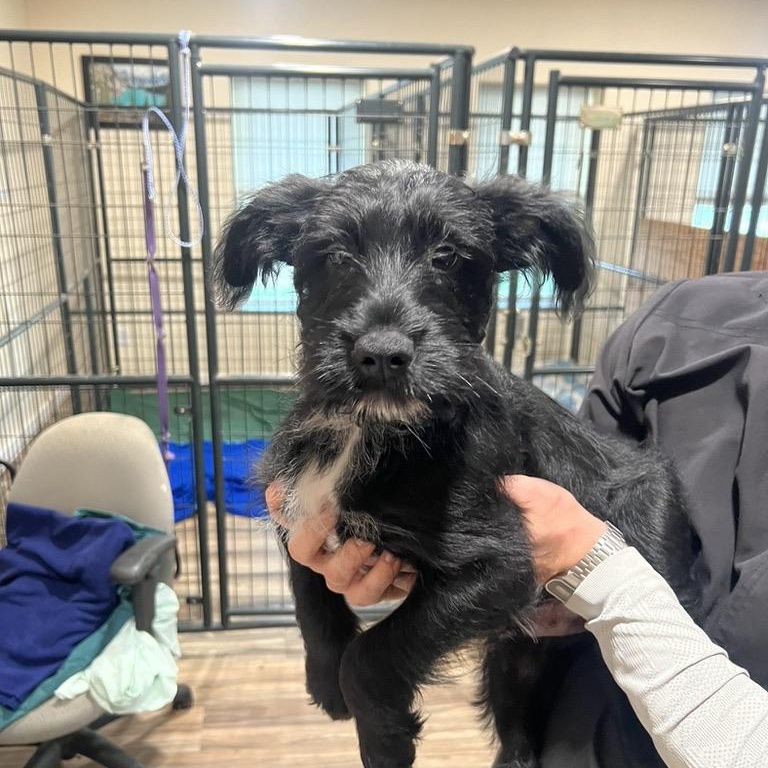 Peppermint Schnapps, ADOPTABLE, Puppy Male Miniature Schnauzer & Shepherd.