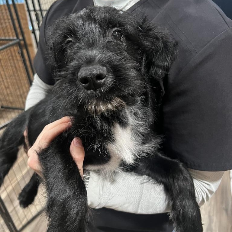Peppermint Schnapps, a ADOPTABLE mixed breed in San Antonio, TX image 4/5