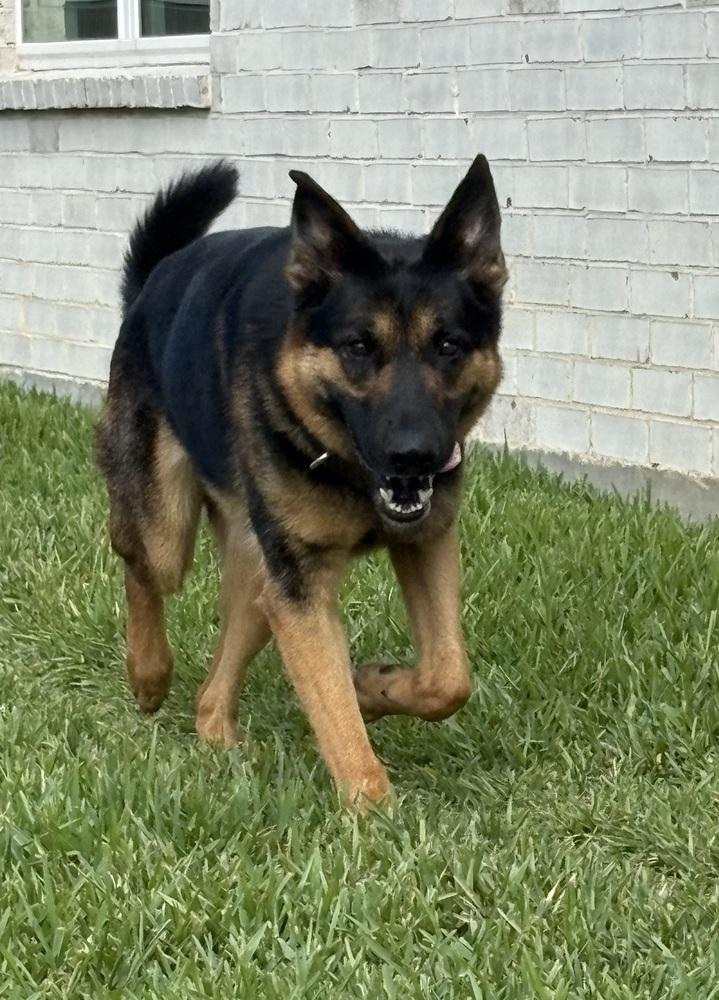 Axel, Adoptable, Adult Male German Shepherd Dog.