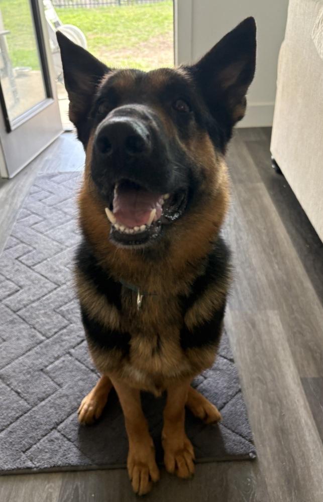 Enlarge Axel, a Adoptable German Shepherd Dog in Houston, TX image 2/6