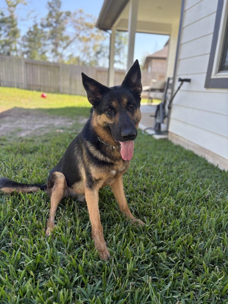 Enlarge Axel, a Adoptable German Shepherd Dog in Houston, TX image 3/6