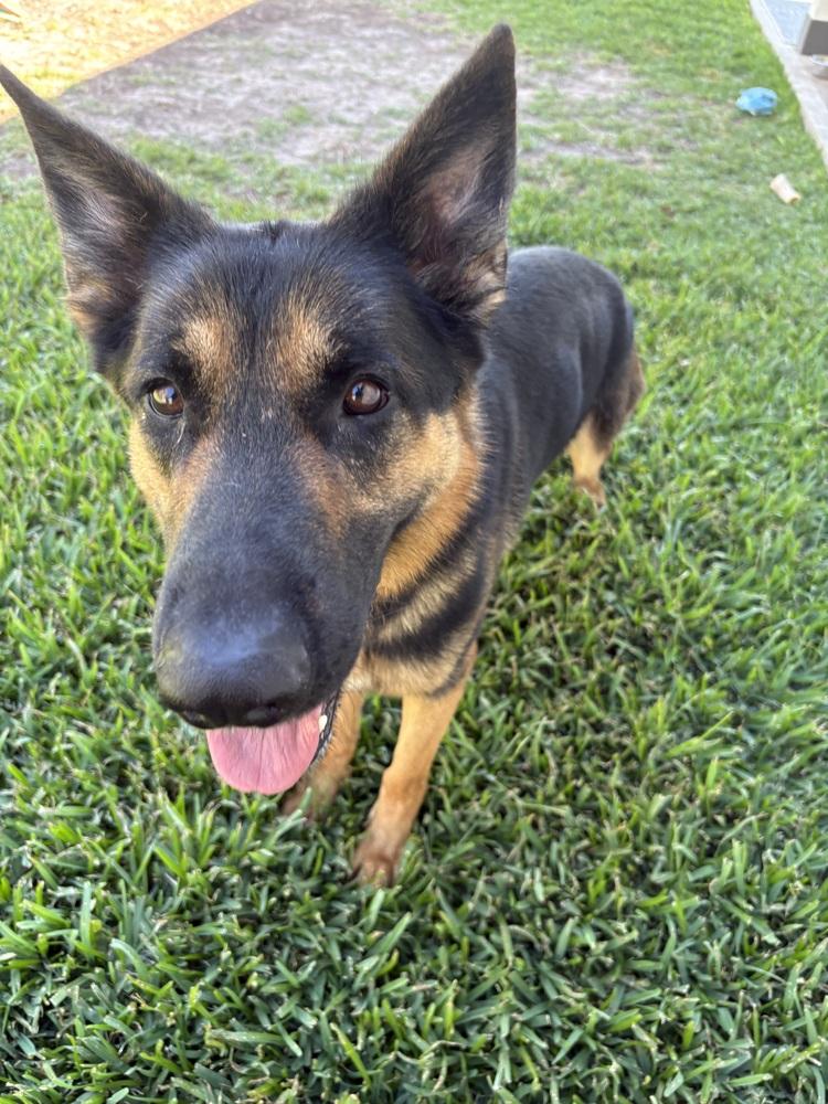 Enlarge Axel, a Adoptable German Shepherd Dog in Houston, TX image 4/6