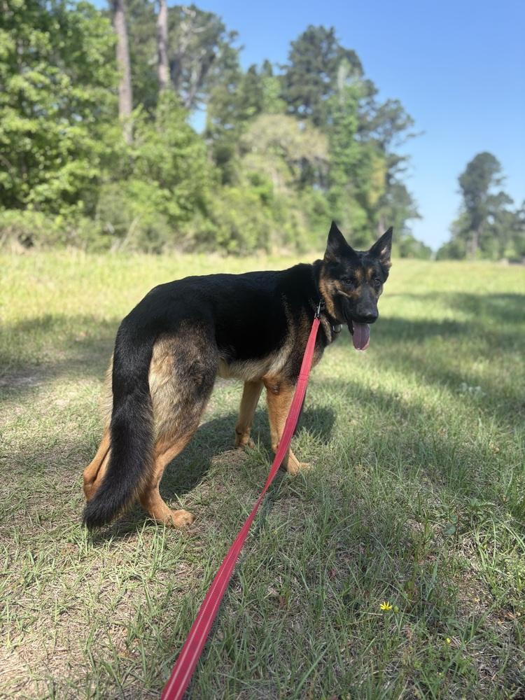 Enlarge Axel, a Adoptable German Shepherd Dog in Houston, TX image 5/6