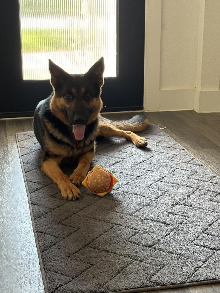 Enlarge Axel, a Adoptable German Shepherd Dog in Houston, TX image 6/6