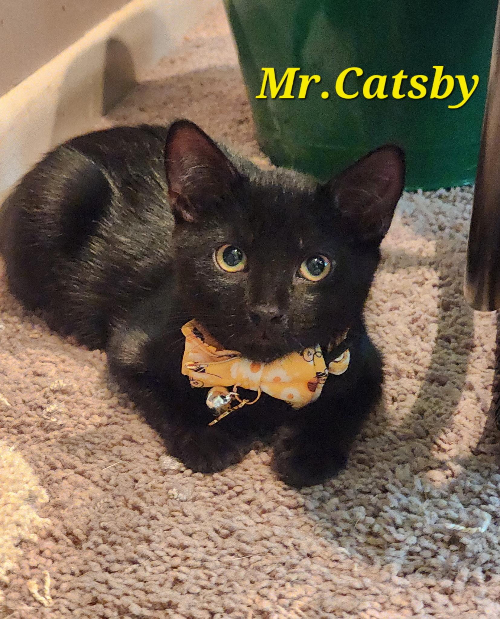 Catsby, Baby Male Domestic Short Hair