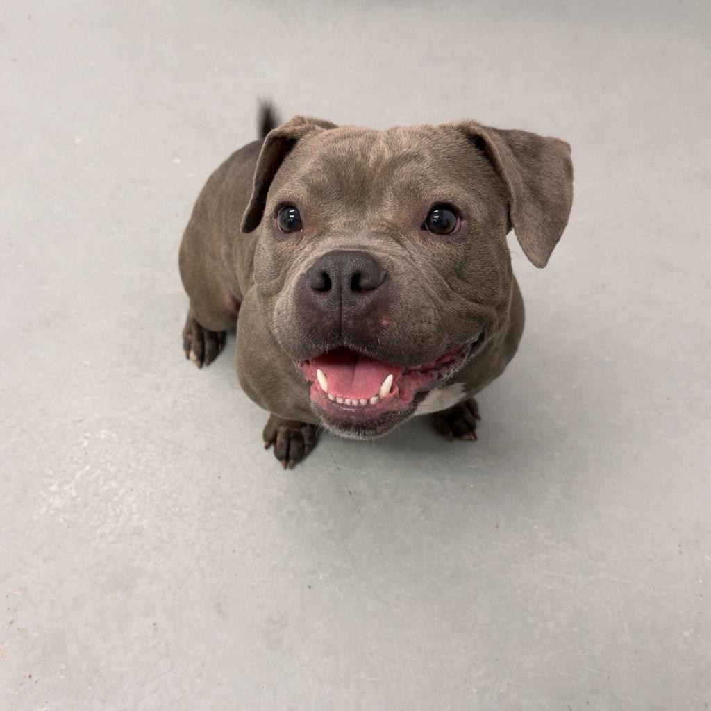 Enlarge Mulan, an adopted mixed breed in East Northport, NY image 1/1