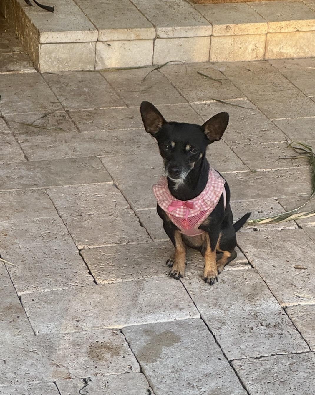 Enlarge Lexie, a Adoptable mixed breed in Lake Worth, FL image 1/2