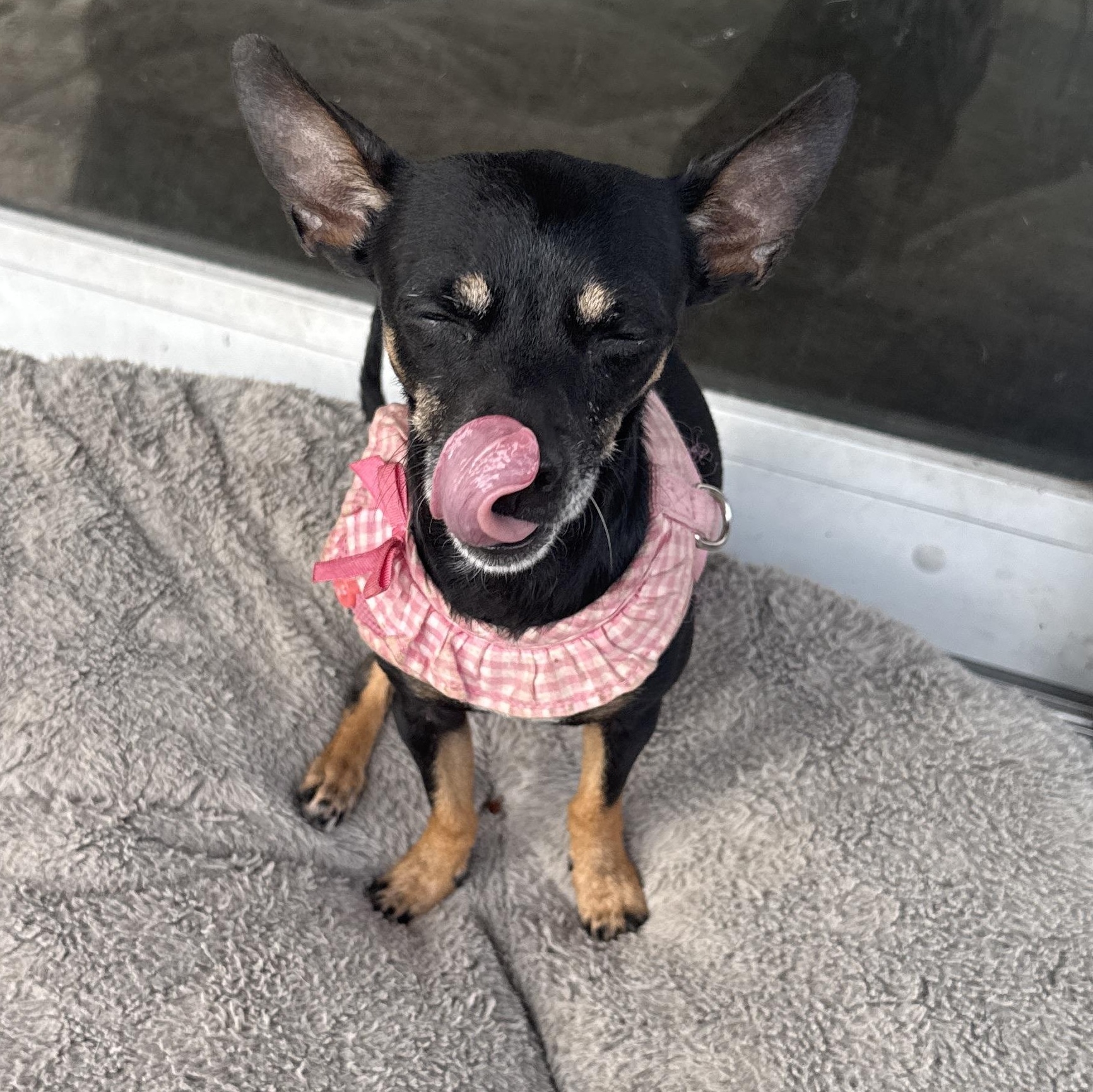 Enlarge Lexie, a Adoptable mixed breed in Lake Worth, FL image 2/2