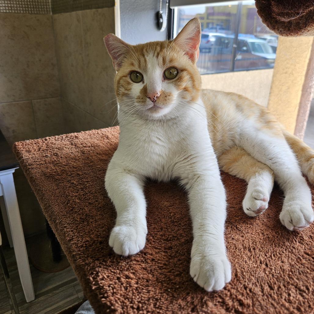 Creamsicle, Adoptable, Adult Male Domestic Short Hair.