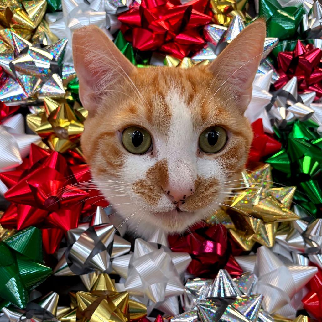 Creamsicle, a Adoptable Domestic Short Hair in Las Vegas, NV image 2/6