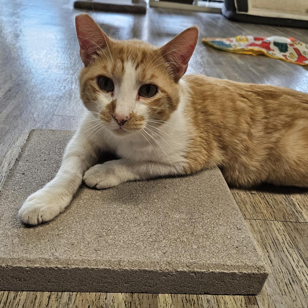 Creamsicle, Adoptable, Adult Male Domestic Short Hair.