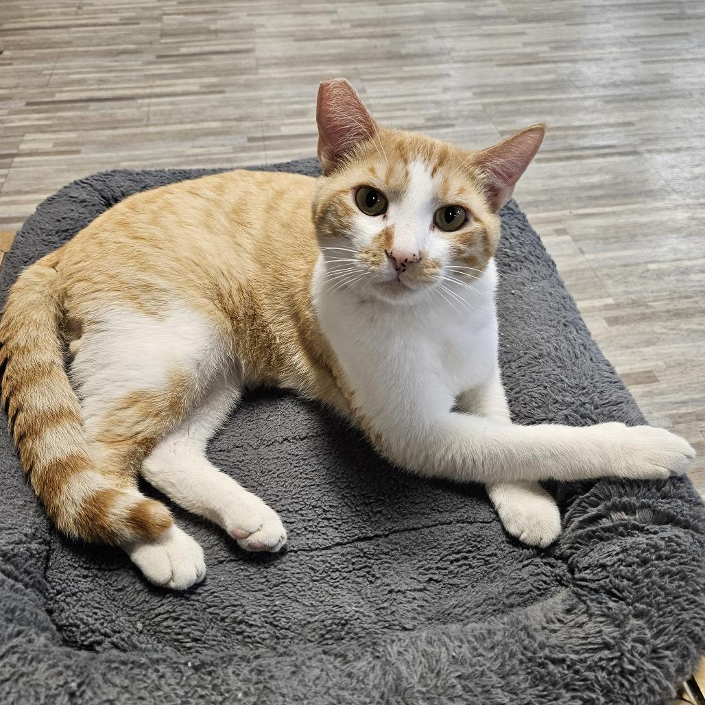 Creamsicle, a Adoptable Domestic Short Hair in Las Vegas, NV image 4/6