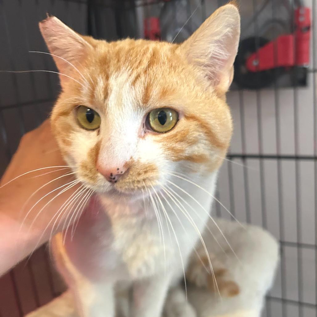 Creamsicle, a Adoptable Domestic Short Hair in Las Vegas, NV image 5/6